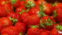 【朗報】TOKIOに影響された農家が“見よう見まね”で品種改良した結果、最高に甘いイチゴを作る