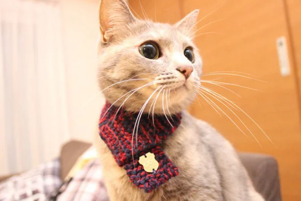 にゃんこの首輪がかわいいマフラーに。こだわりの安全性と付け心地