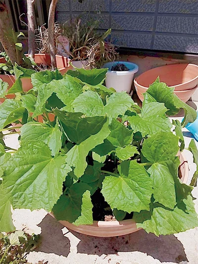 「夏になったら早く食べたい！」