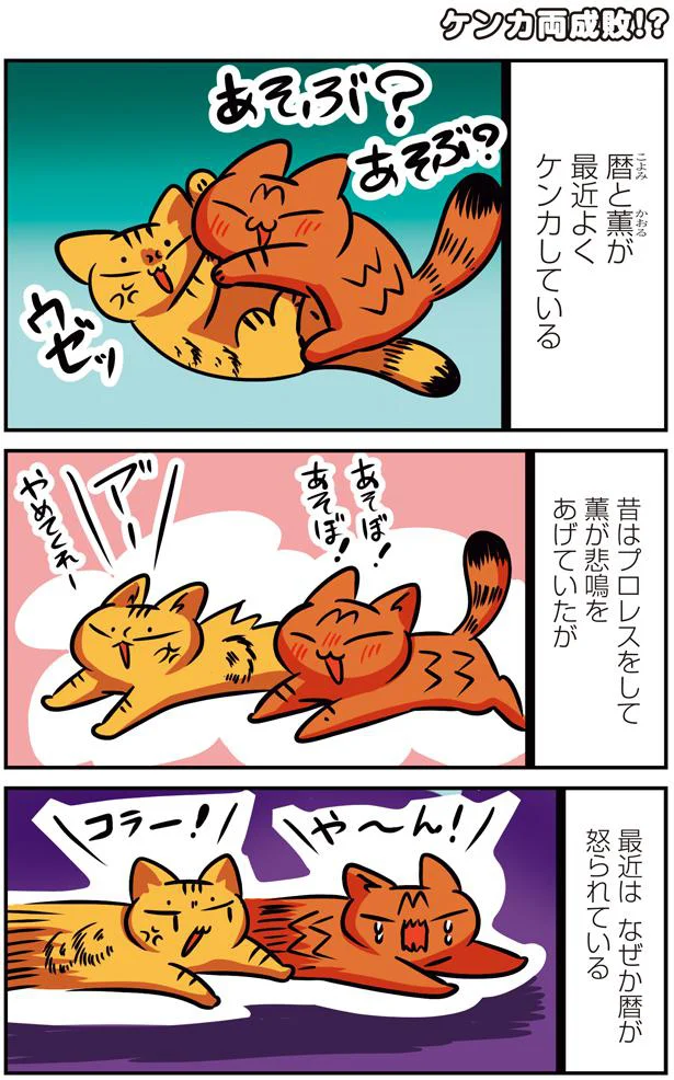 【画像を見る】猫パン日記 幸せを運ぶねこと厄よびパンダ2