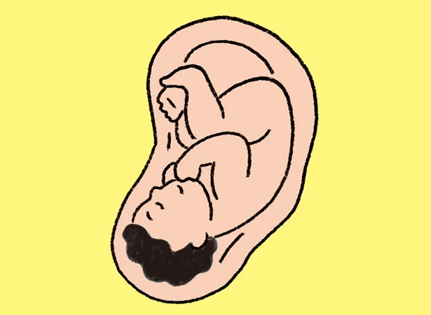 耳つぼの反射区は、耳たぶが頭や顔、耳の中央は内臓、耳の上は下半身に対応。