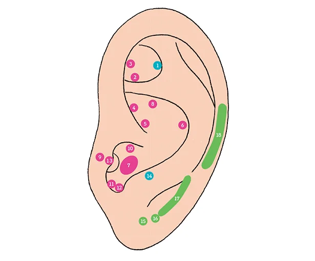 美容に効く耳つぼMAP
