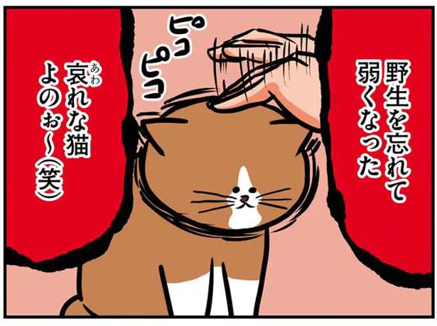 調子こきました 鴻池剛と猫のぽんた 3 レタスクラブ 調子こきました 鴻池剛と猫のぽんた 3 レタスクラブ