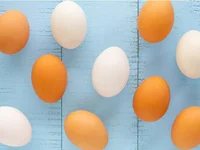 卵の白玉と赤玉、栄養価は同じ？/誰かに話したくなる！雑学クイズ