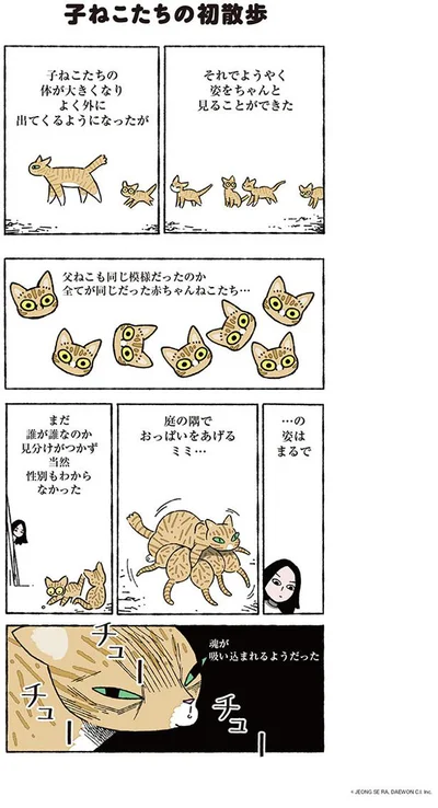 見分けのつかない子ねこたち