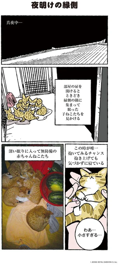 赤ちゃんねこを抱き上げるチャンス