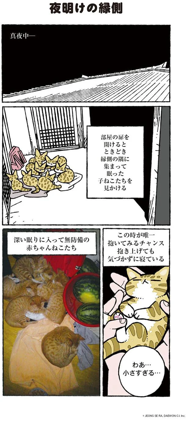 赤ちゃんねこを抱き上げるチャンス