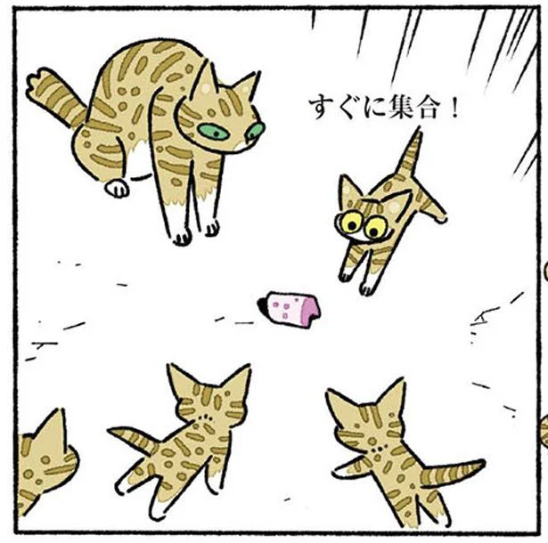 気ままな子ねこを集合させる「ごはんよ」の威力　ねこ8匹分の幸せと暮らしています。（5）
