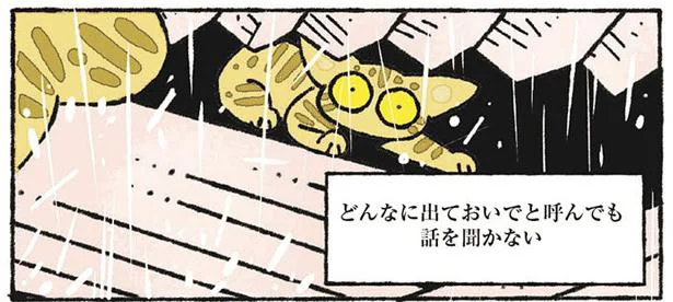 驚きのあまりフリーズ！ はじめての夕立　ねこ8匹分の幸せと暮らしています。（6）