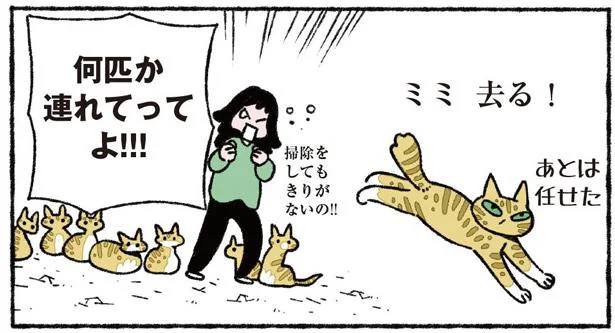 母ねこミミの「卒母」宣言　ねこ8匹分の幸せと暮らしています。（7）