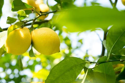 お家にいながらフルーツ狩り！？ 瀬戸内レモンの魅力がぎゅ〜っと詰まった収穫体験ツアー