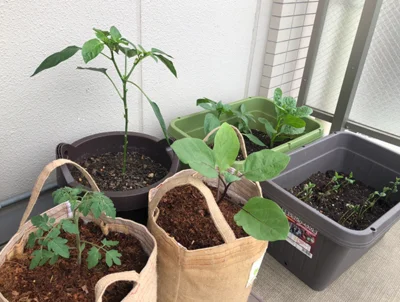 夏は、枝豆、パプリカ、なす、ピーマン、しそなどを栽培。