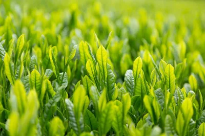 1年で最初に摘み取る新芽の茶葉｢一番茶｣には、うまみと香りがぎゅっと詰まっている