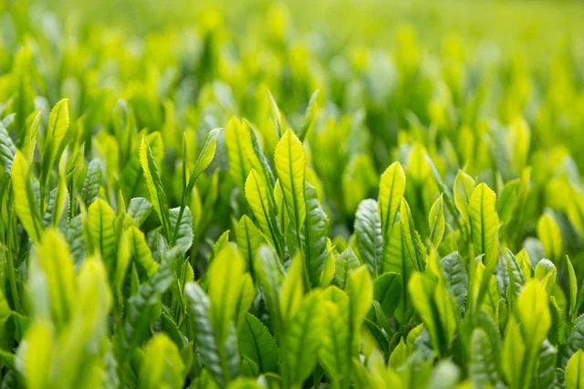 1年で最初に摘み取る新芽の茶葉「一番茶」には、うまみと香りがぎゅっと詰まっている