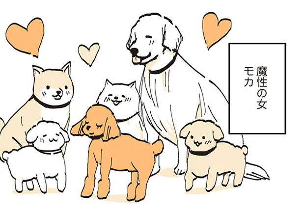 犬界にも魔性の女　うちのトイプーがアイドルすぎる。2（14）