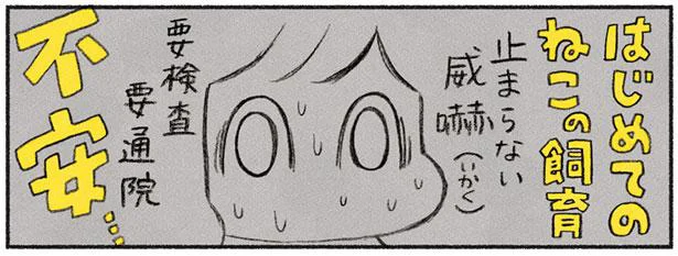 それは威嚇から始まった 茶トラのやっちゃん 1 レタスクラブ