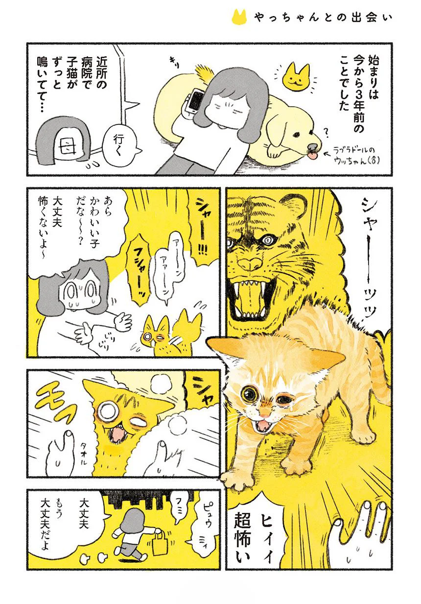 それは威嚇から始まった 茶トラのやっちゃん（1） - レタスクラブ