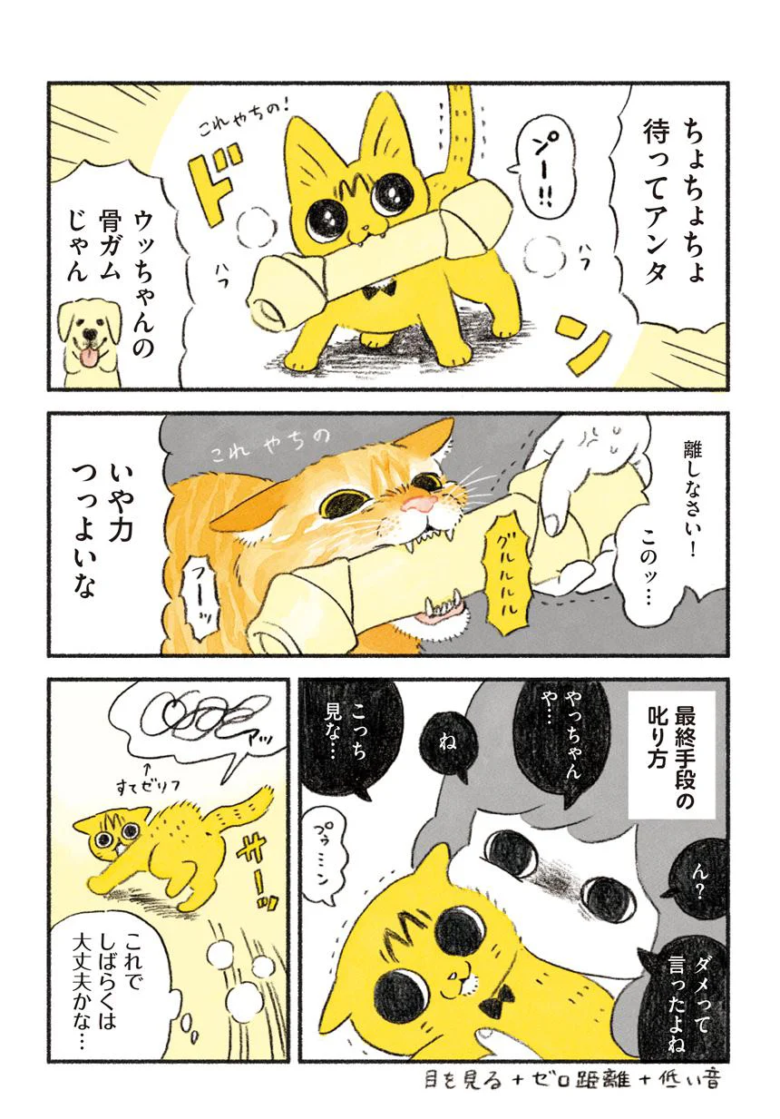 その食欲、前科多数 茶トラのやっちゃん（8） - レタスクラブ