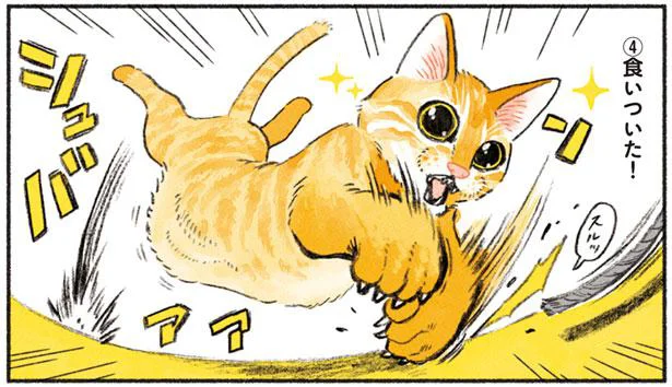 猫あそびのお作法 茶トラのやっちゃん（9） - レタスクラブ