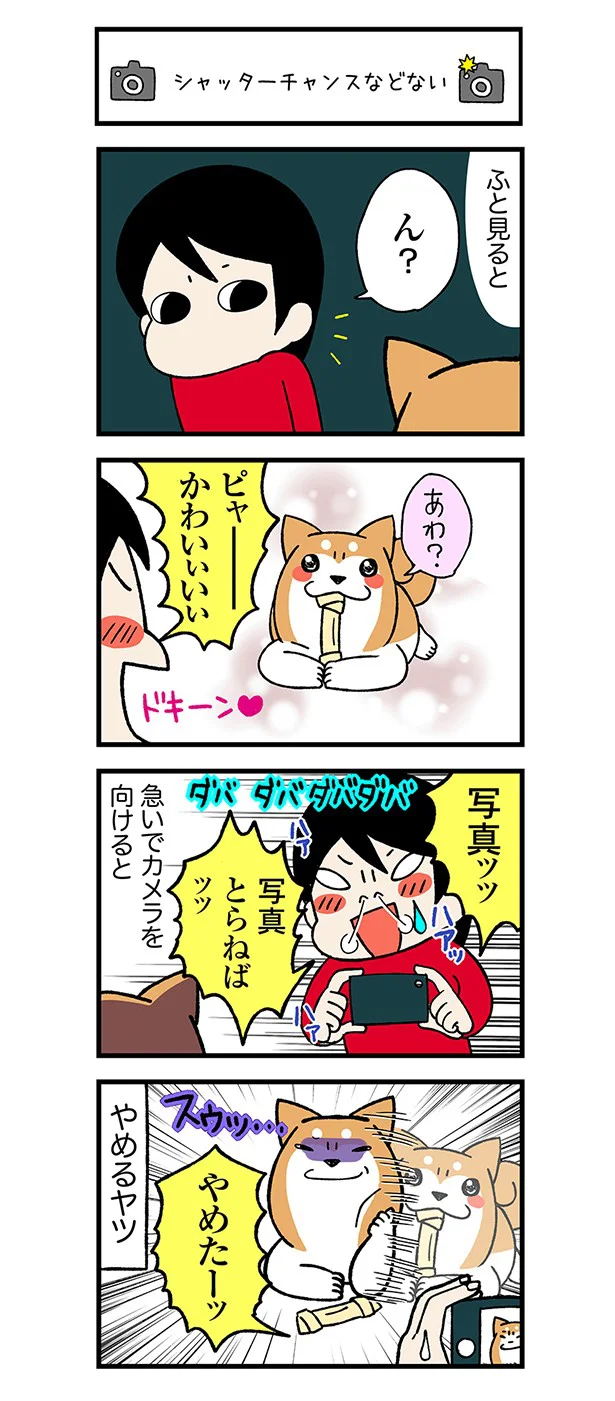 柴犬 どんぐり