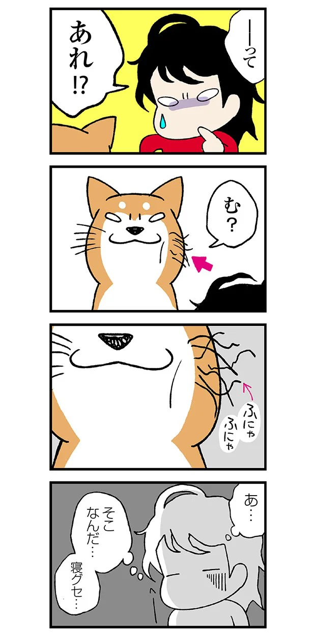 連載 ドヤ顔柴犬どんぐり 第2回 シャッターチャンスなどない レタスクラブ 連載 ドヤ顔柴犬どんぐり 第2回 シャッターチャンスなどない レタスクラブ