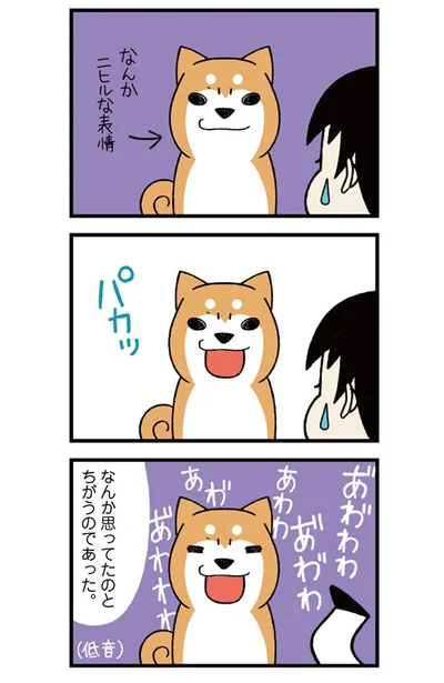 【続きを読む】これでこそ個性派柴犬・どんぐり