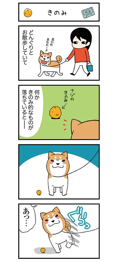 柴犬・どんぐりの謎の習性