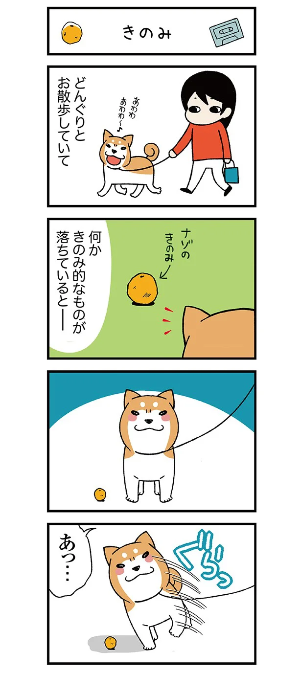 柴犬・どんぐりの謎の習性