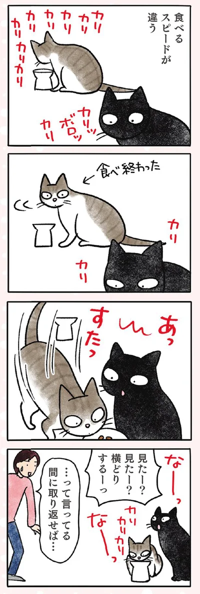 【画像を見る】黒猫ナノとキジシロ猫きなこ