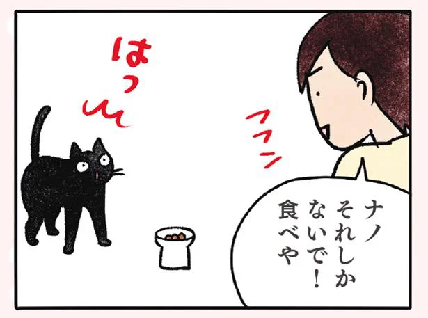 ナノの食事情　黒猫ナノとキジシロ猫きなこ(2)