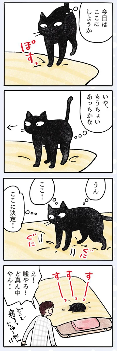 【画像を見る】黒猫ナノとキジシロ猫きなこ