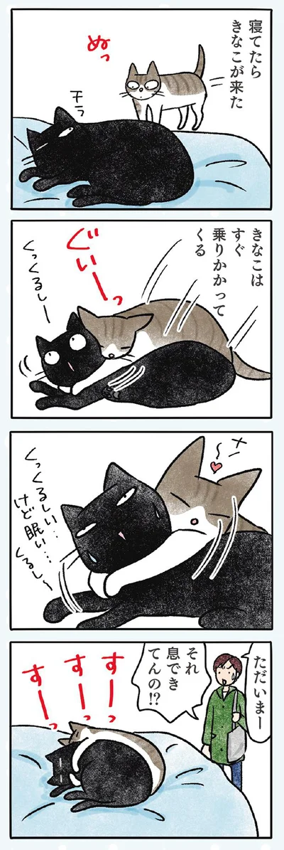 【画像を見る】黒猫ナノとキジシロ猫きなこ