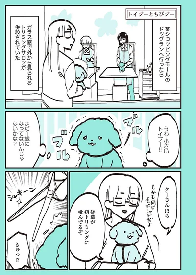 小さいトイプーのトリミング