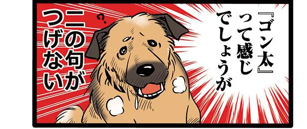 うちのゴンさんを紹介します　雑種犬ゴンさんがダサかわいい(1)
