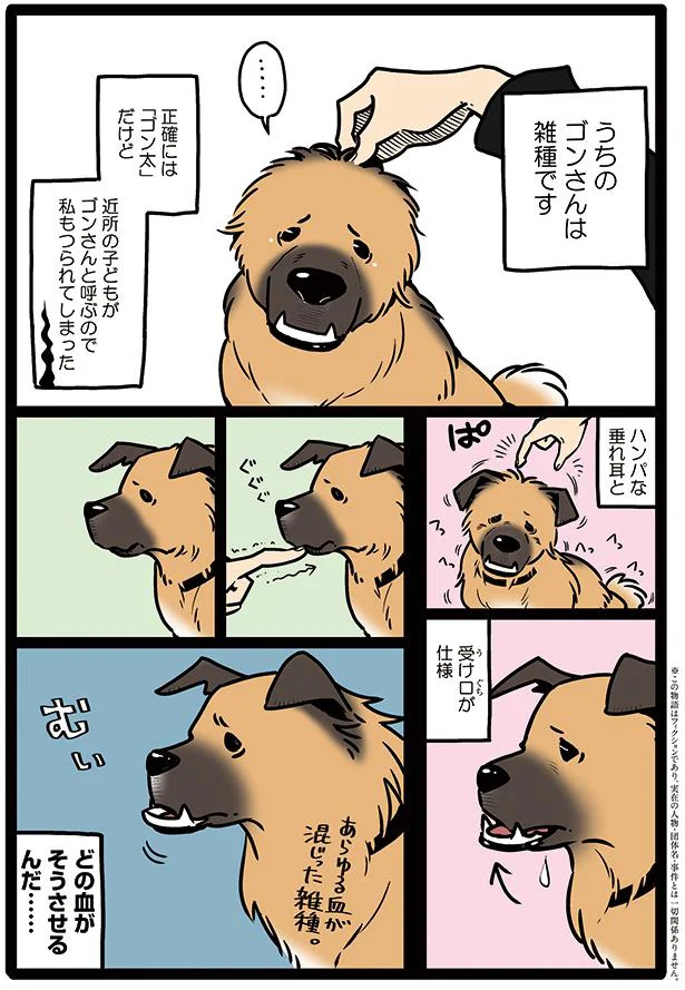 うちのゴンさんを紹介します 雑種犬ゴンさんがダサかわいい 1 レタスクラブ