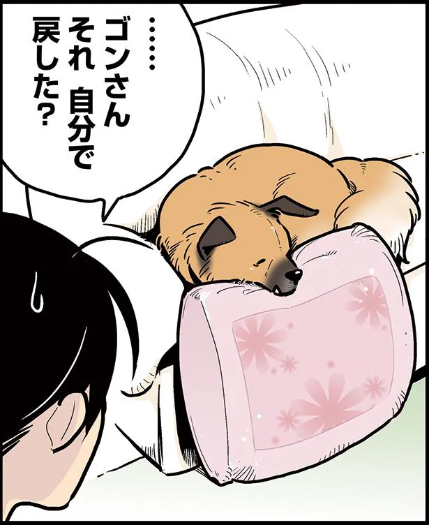 ゴンさんのベストポジション　雑種犬ゴンさんがダサかわいい(2)