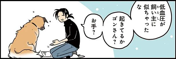 夢の中でのお手　雑種犬ゴンさんがダサかわいい(4)