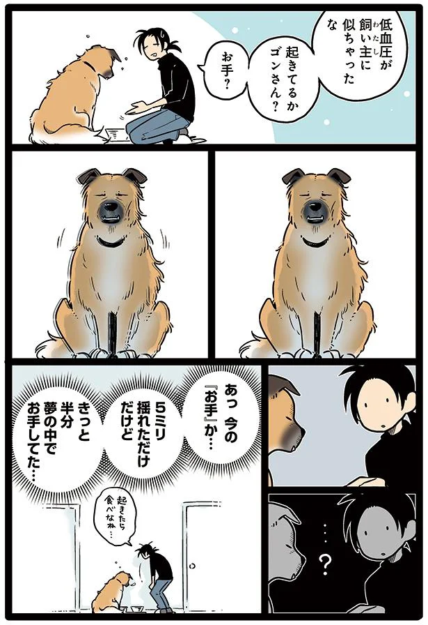 夢の中でのお手 雑種犬ゴンさんがダサかわいい 4 画像7 8 レタスクラブ