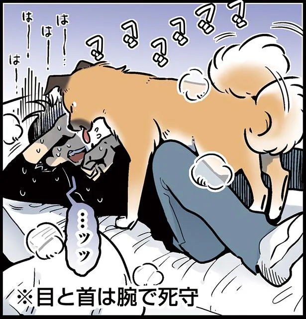 嬉しくて駆け寄っちゃう　雑種犬ゴンさんがダサかわいい(5)