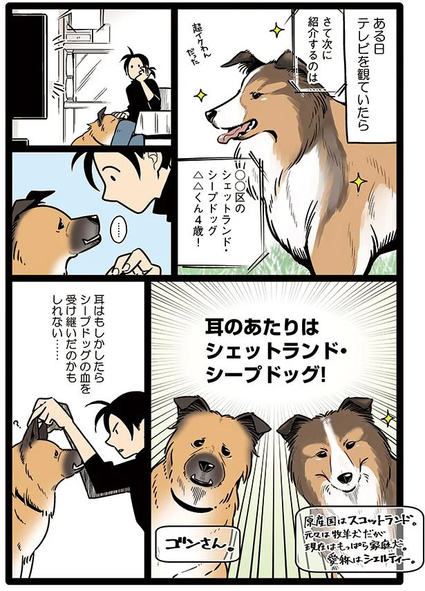 ゴンさんのルーツ 雑種犬ゴンさんがダサかわいい 6 画像4 9 レタスクラブ ゴンさんのルーツ 雑種犬ゴンさんがダサかわいい 6 画像4 9 レタスクラブ