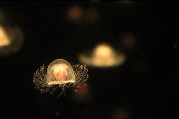 何度も若返る不老不死の生物がいる!?　誰かに話したくなる地球の雑学(39）