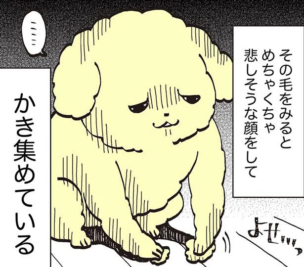 〇〇と抜け毛と犬ゴコロ　うちのトイプーがアイドルすぎる。2（33）