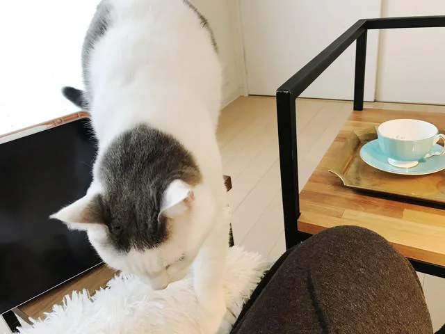 愛猫くるりがスタンバイ