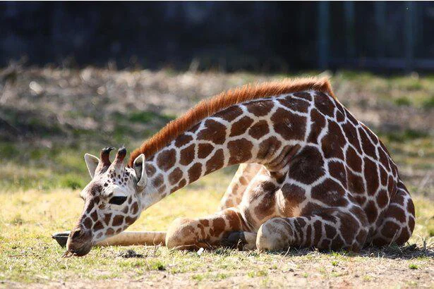 キリンは1日分 肉食動物より草食動物のほうが睡眠時間は短い 誰かに話したくなる地球の雑学 42 レタスクラブ