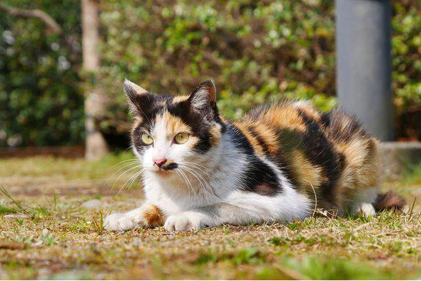 三毛猫のオスがとても珍しいのはなぜか　誰かに話したくなる地球の雑学(45）