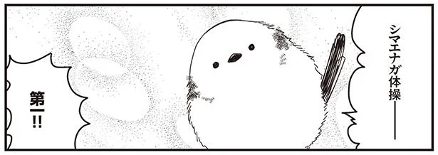 シマエナガ体操はあざとい!