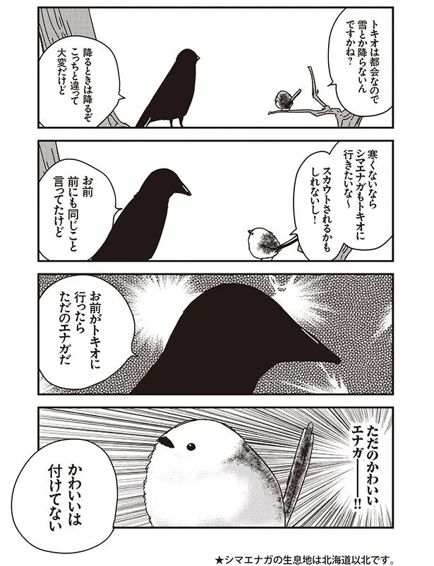 【画像を見る】永久機関シマエナガ-シマエナガとカラスさん-