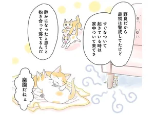 飼い猫がなつきません レタスクラブ 飼い猫がなつきません レタスクラブ