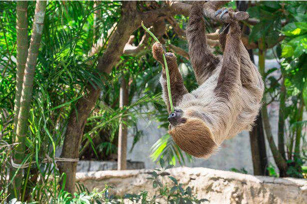怠け者のナマケモノ、その恐るべきスローライフ　誰かに話したくなる地球の雑学(53)