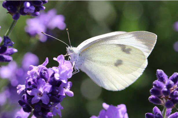 地球でもっとも繁栄している生物は「昆虫」だってホント!?　誰かに話したくなる地球の雑学(58）